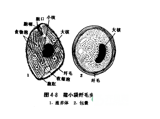 猪小袋纤毛虫病是由纤毛虫纲小袋虫科的结肠小袋纤毛虫(balantidium